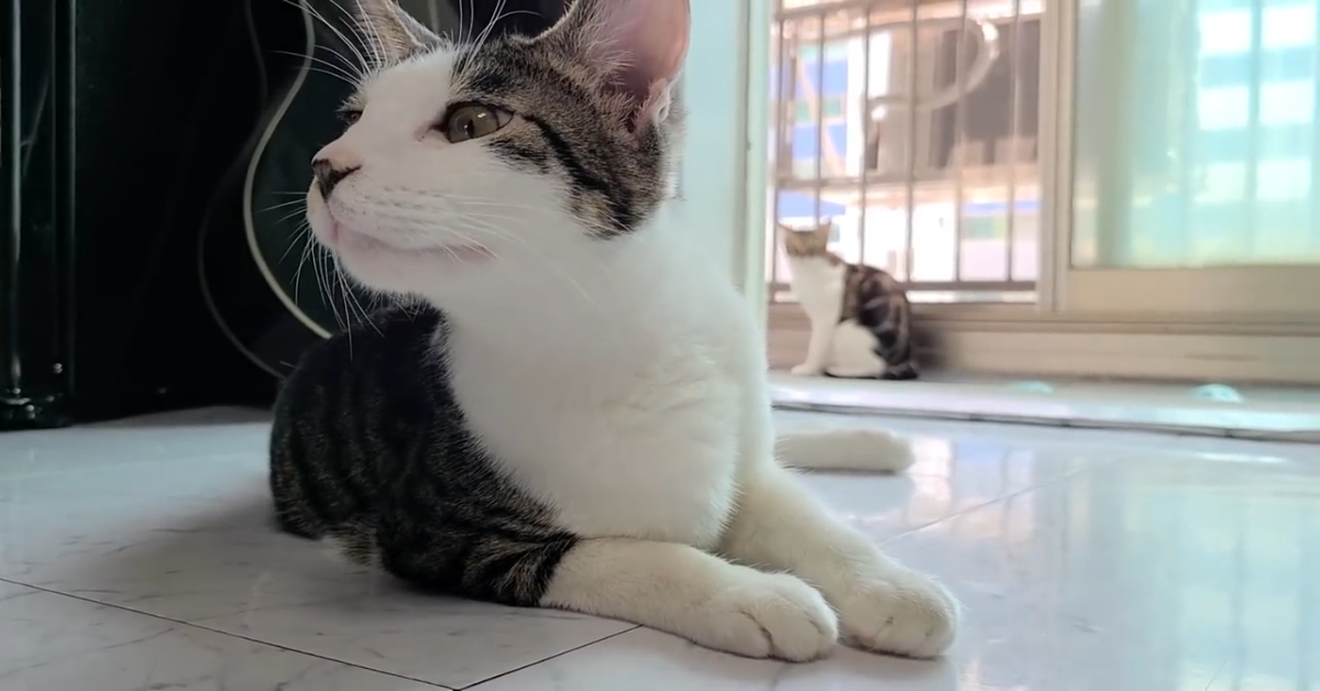 Gatto vuole parlare con il proprio padrone (VIDEO)