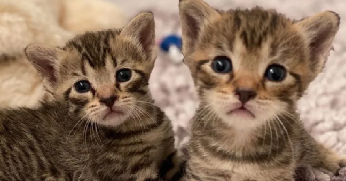 Gilligan e Milli, due gattini in cerca d’amore (VIDEO)
