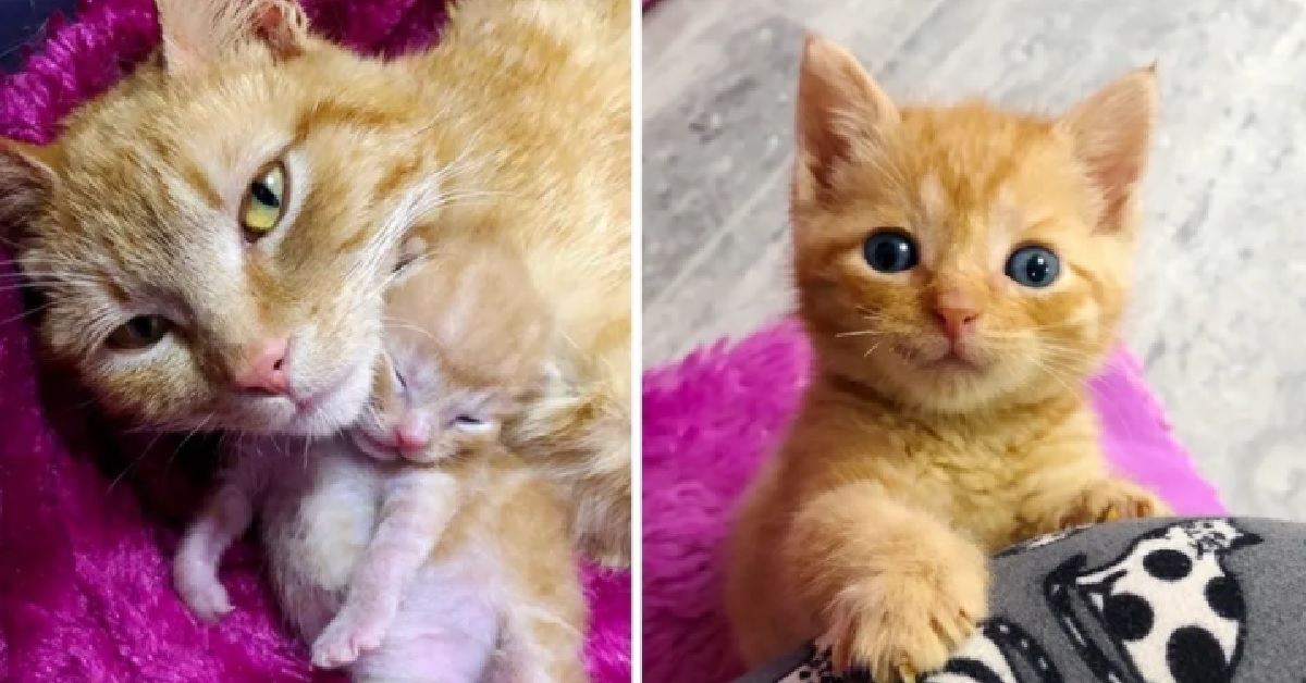 Ginny, la gatta incinta salvata dal bitume, è diventata finalmente mamma (VIDEO)