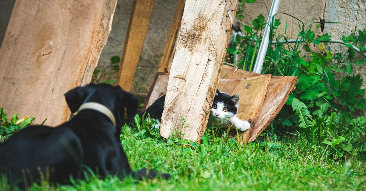 presentare un gattino a un cucciolo di cane