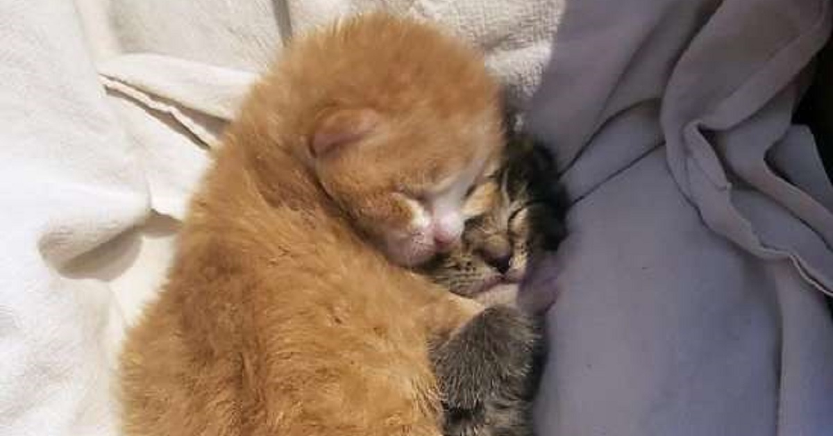 Herbie e Pippi, due gattini con un triste e comune passato trovano casa (VIDEO)