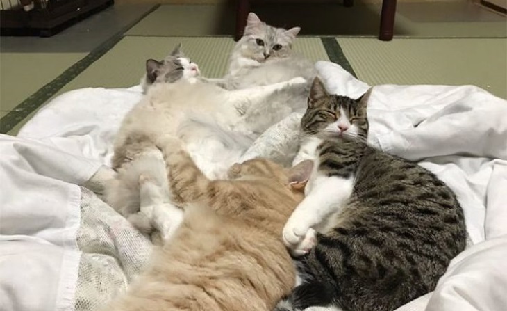 yugawara gattini soggiorno ospiti