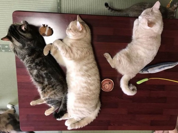 yugawara gatti richiesta adozione