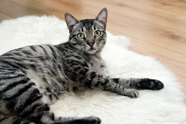 gatto tigrato sul tappeto