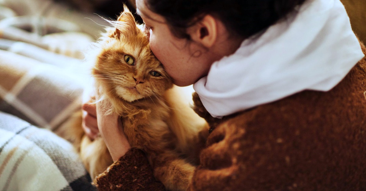 I gatti provano sentimenti ed emozioni? Ecco cosa bisogna sapere