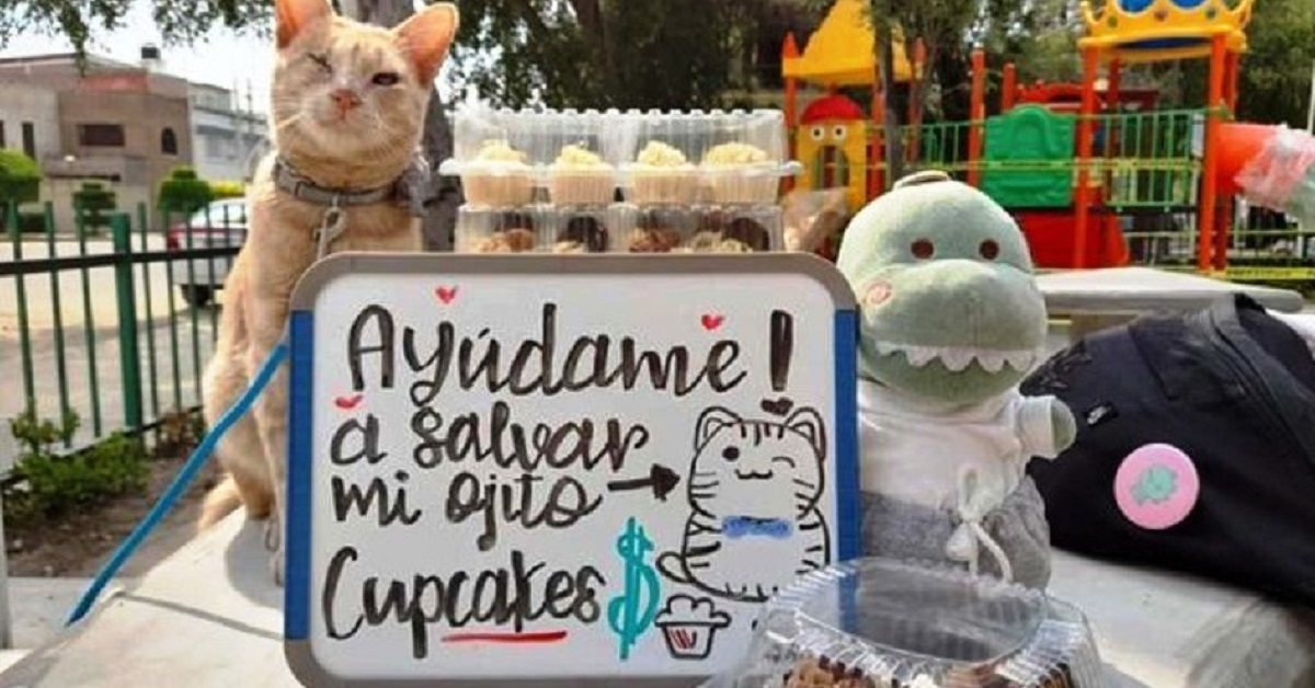 Il gattino Antonio rischia la cecità e chiede aiuto vendendo cupcakes (FOTO)