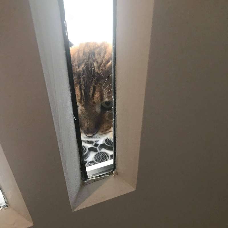 gattino intrufola casa