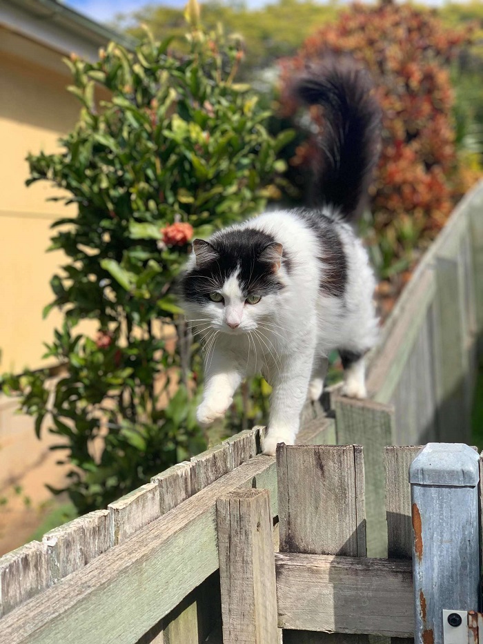 panda cucciolo camminare