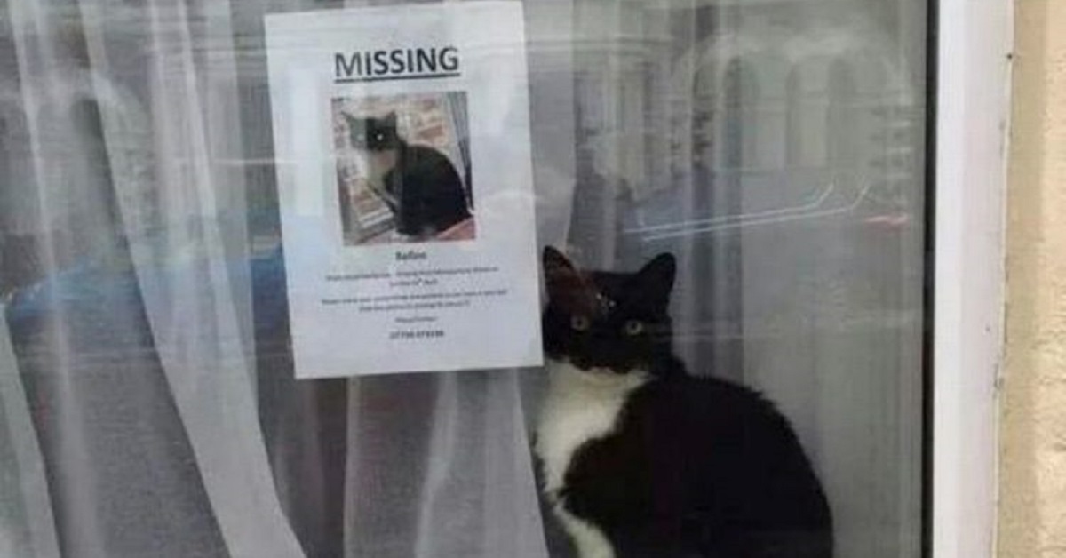 Il gattino smarrito Moggy riappare accanto al manifesto con la sua immagine (FOTO)