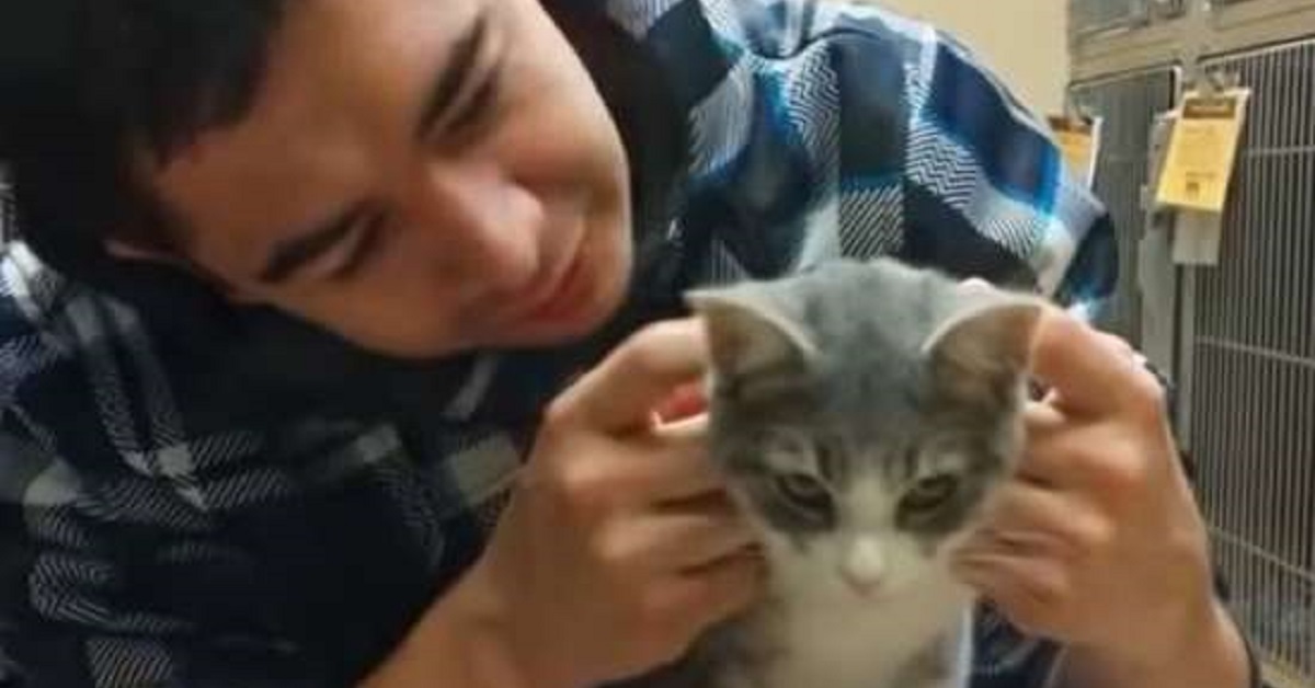 Il gattino Tiny ha scelto a prima vista il suo proprietario (VIDEO)