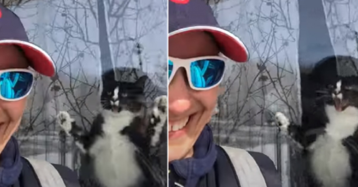 Il gatto che assolutamente non può vedere la postina fuori casa (VIDEO)