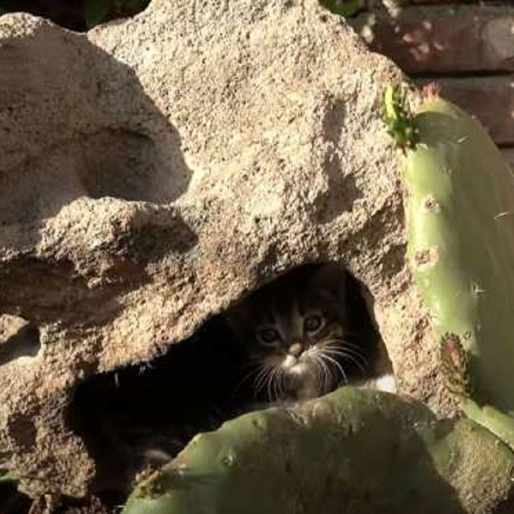 cactus aloe gattini fratelli