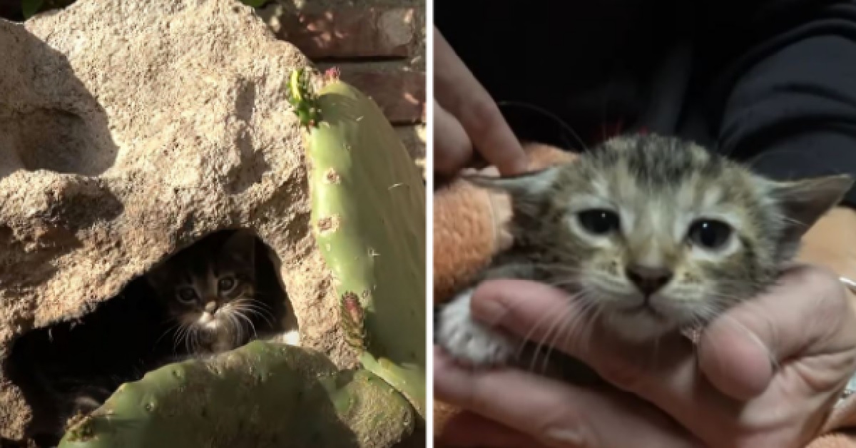 Il Salvataggio dei gattini nascosti in una roccia (VIDEO)
