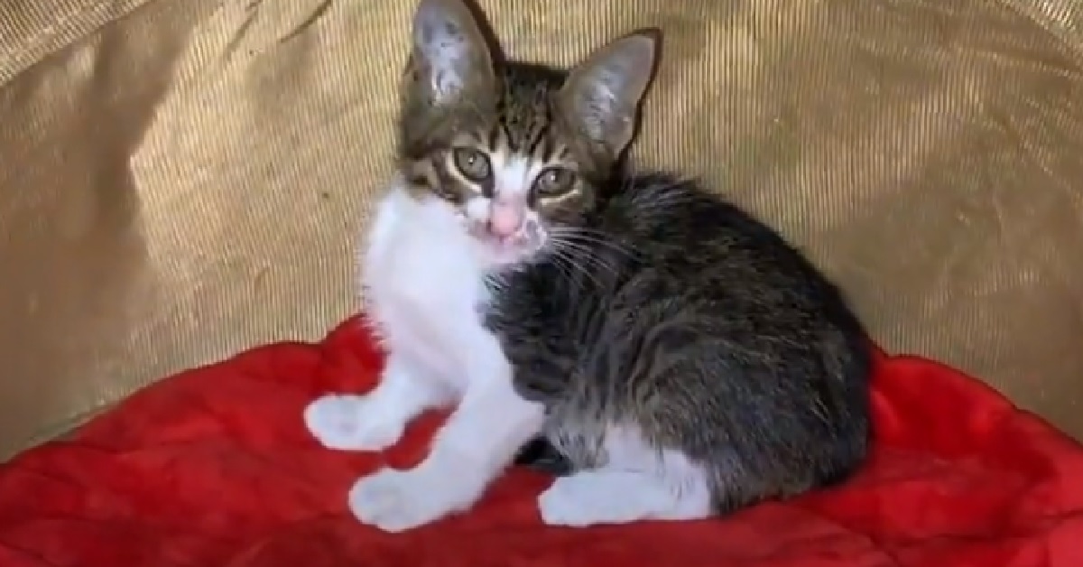 Il salvataggio del gattino Felix nascosto sotto un’auto (VIDEO)