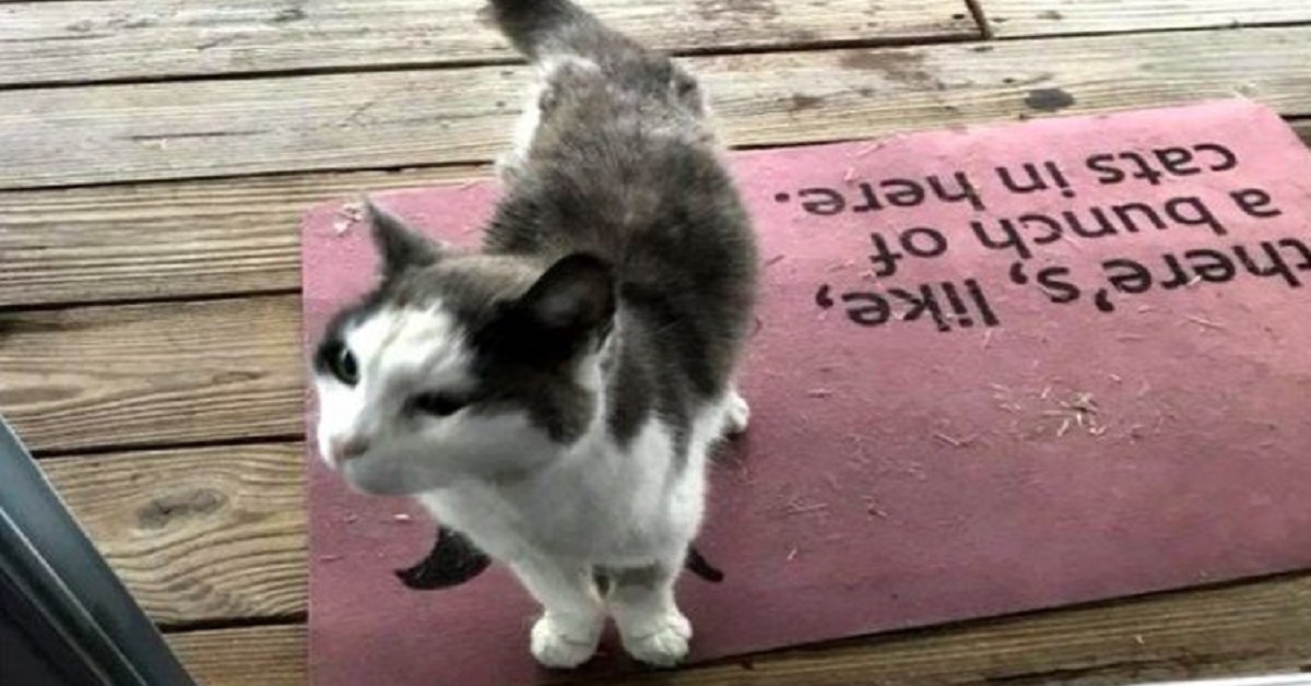 Il salvataggio di Bones, il gattino randagio che chiedeva disperatamente aiuto (FOTO)