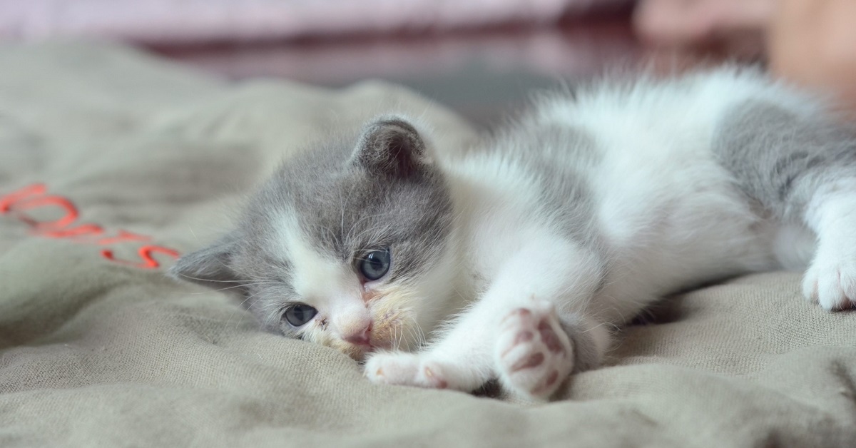 Il salvataggio di Cheeto, il gattino randagio trovato in un bosco (FOTO)