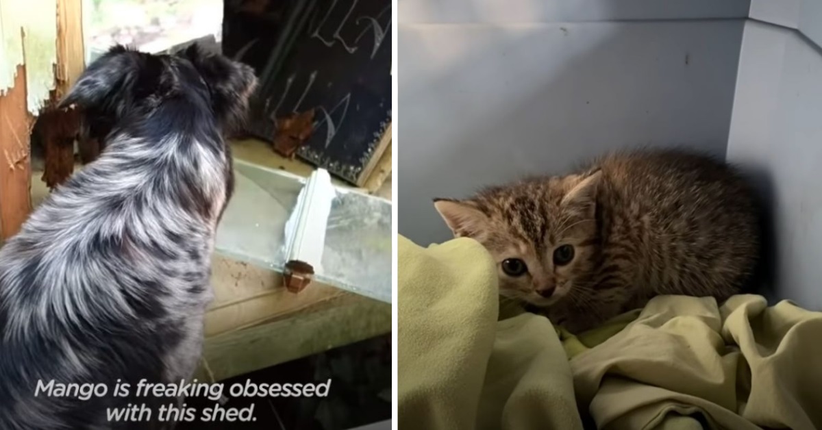 Il salvataggio di Ziggy, la gattina randagia (VIDEO)
