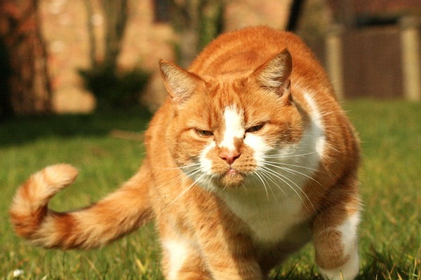 gatto arancione e bianco