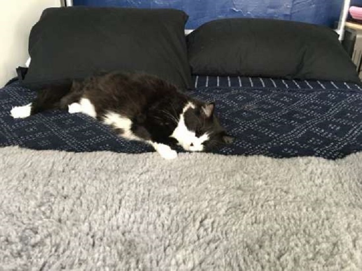 james bean gattino adora coperta