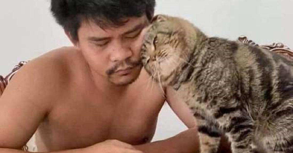 Jarvis, il gattino che “ruba” il marito alla sua proprietaria (FOTO)