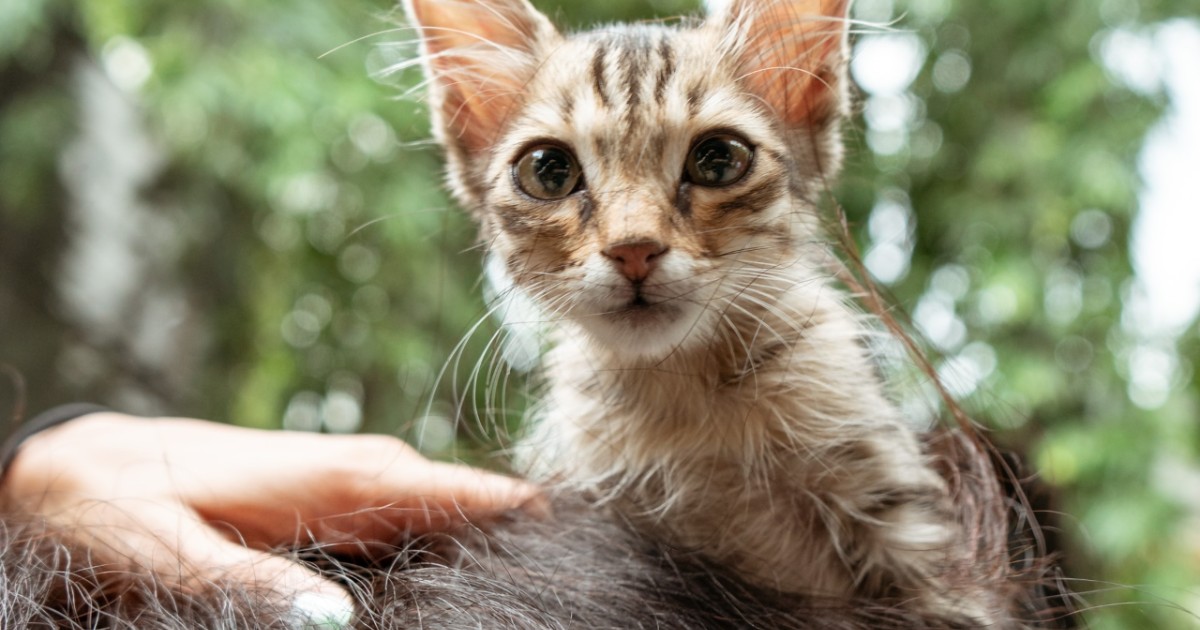 Perché i gatti mordono i capelli