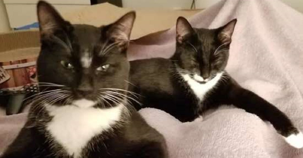 Kurt e Mel, i due gatti che hanno scelto la casa giusta al momento giusto (VIDEO)