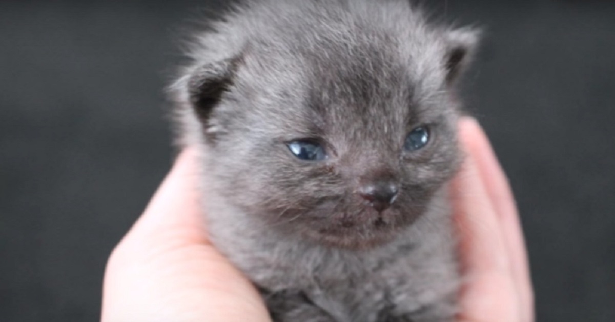 La storia del gattino Sugar, adottato da un volontario del rifugio (FOTO)