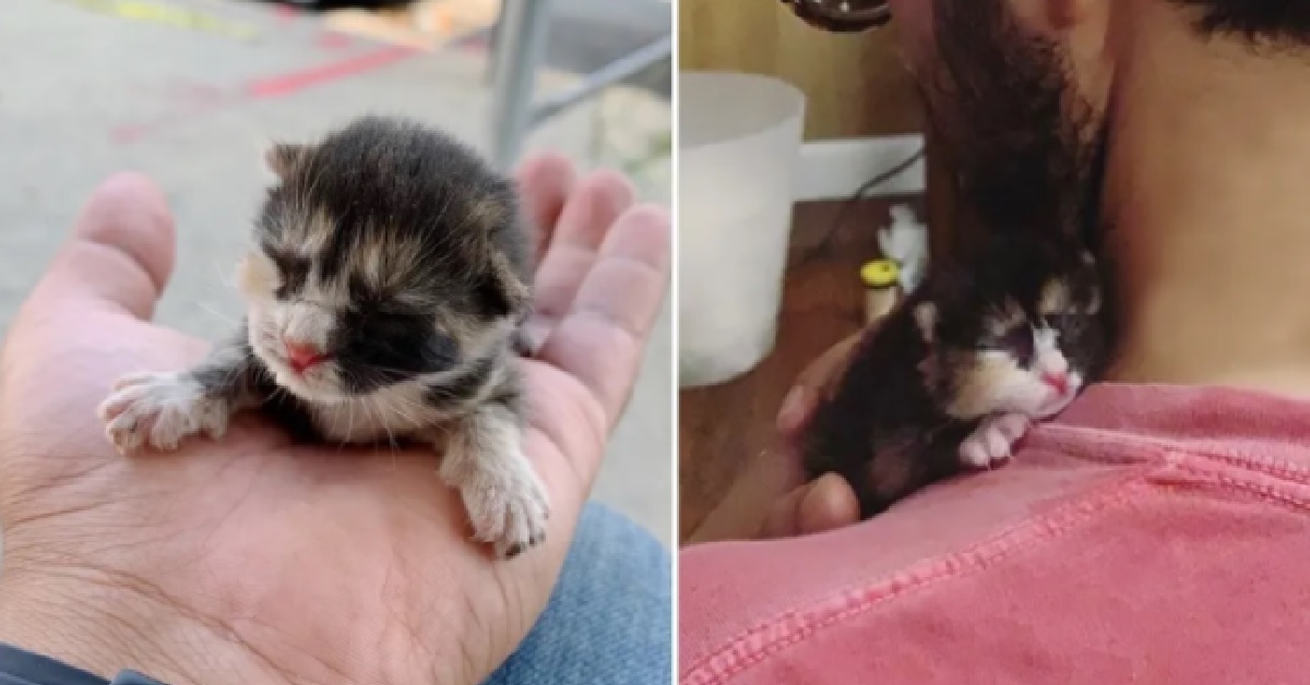 Lizzie, la minuscola gattina salvata in un cantiere (VIDEO)