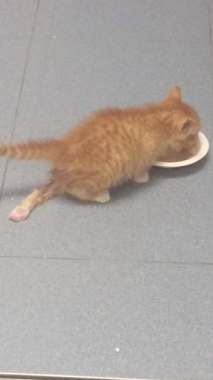 gattino mangia cibo