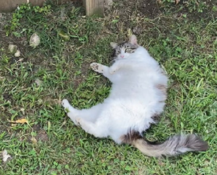 maggie gattina effetti pianta giardino