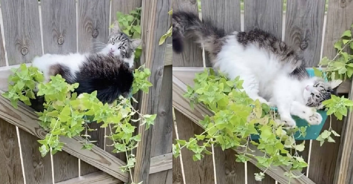 Maggie, la gattina che si è tuffata in un vaso di erba gatta (VIDEO)