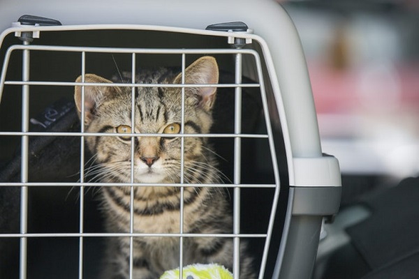 gatto nel trasportino