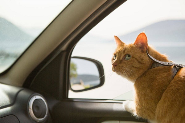 gatto in viaggio in auto