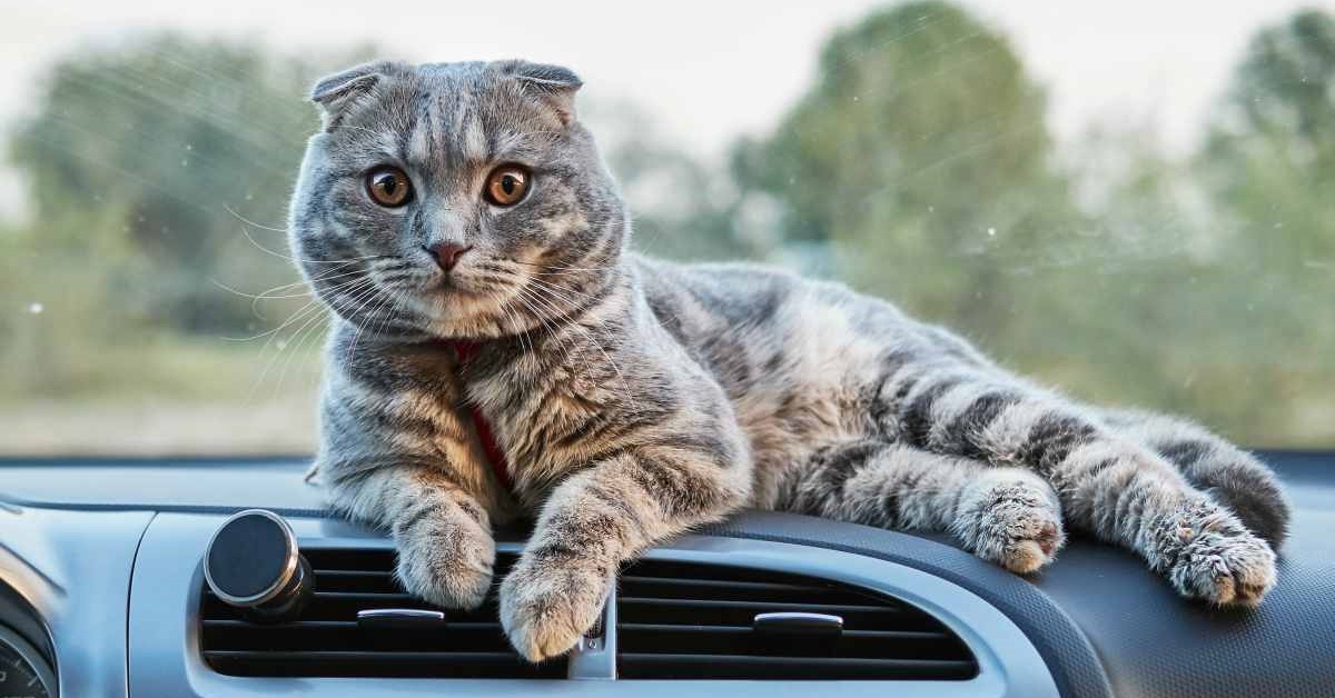 Mal d’auto del gatto, cosa bisogna fare?