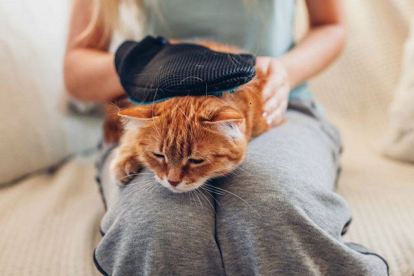 massaggio al gatto