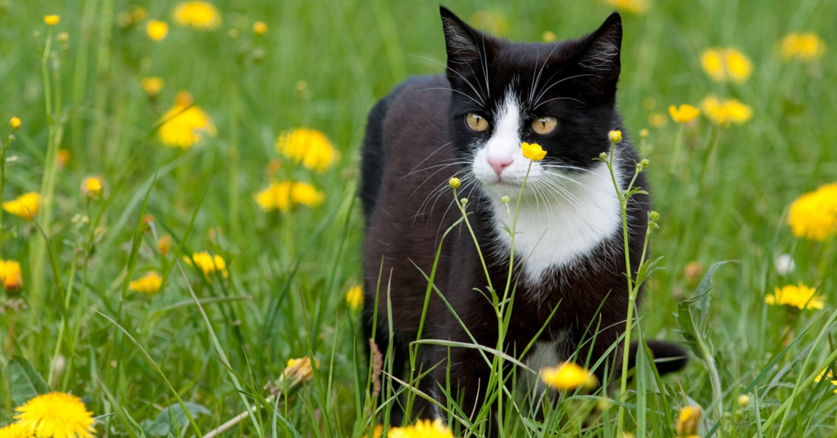 Malattia di Lyme nel gatto: sintomi, cause e cure di questa patologia