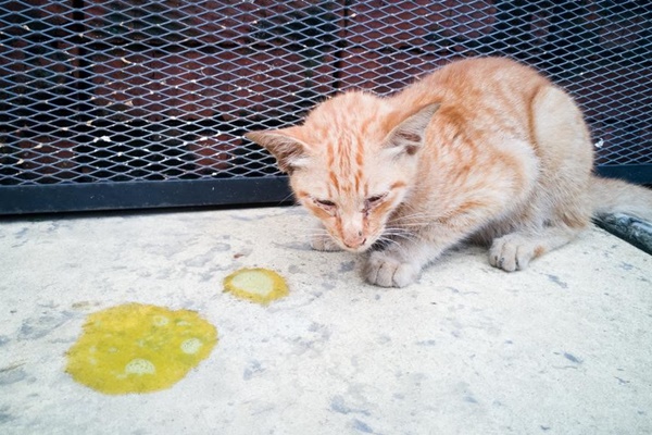 gatto che vomita spesso