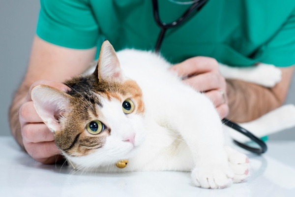 gatto dal veterinario