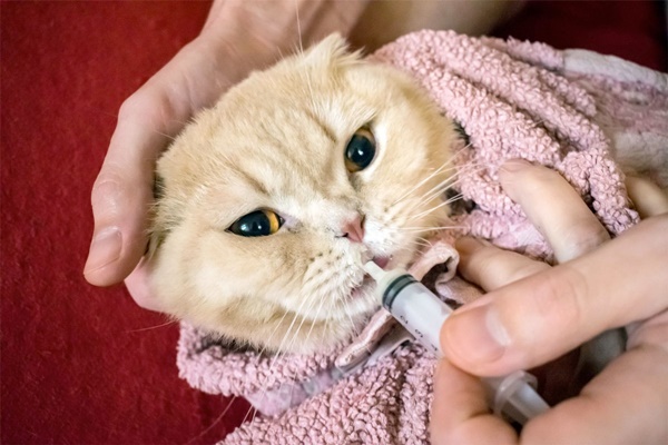 somministrare i farmaci al gatto