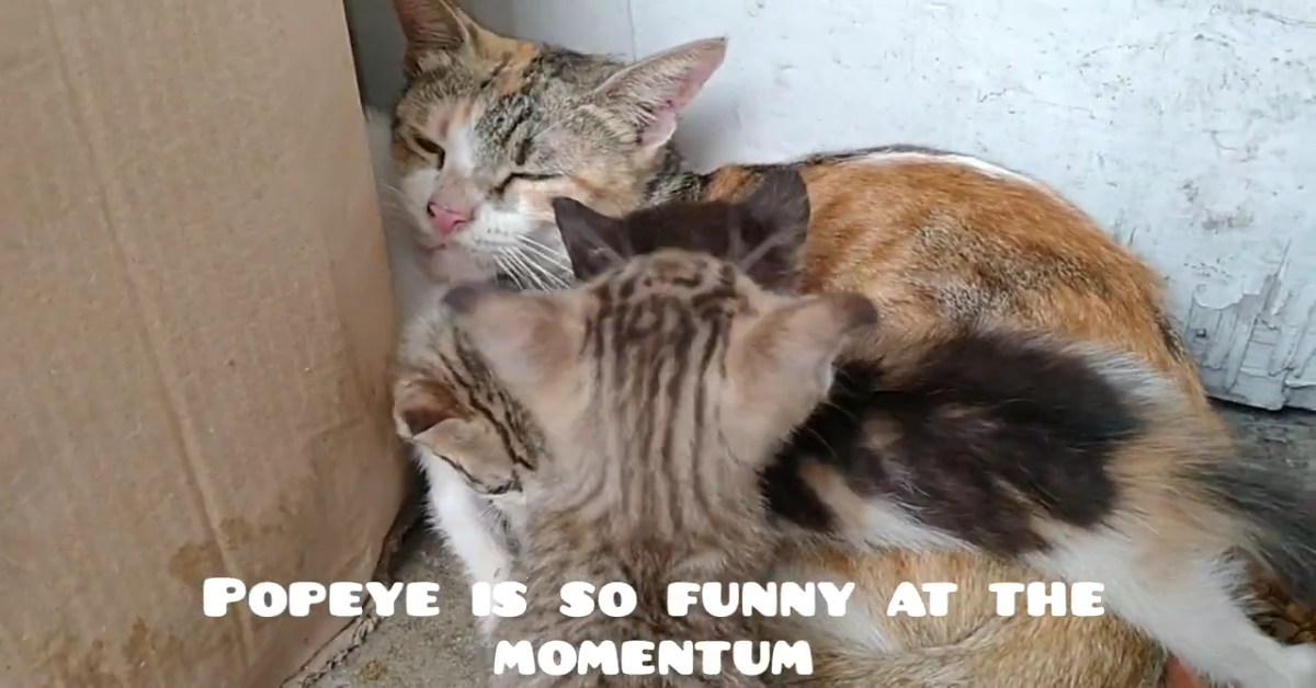 Mamma gatta vuole riposare ma glielo impediscono (VIDEO)