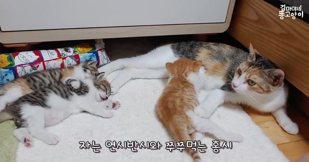 Una dolce mamma gatto guarda i suoi cuccioli con amore (VIDEO)