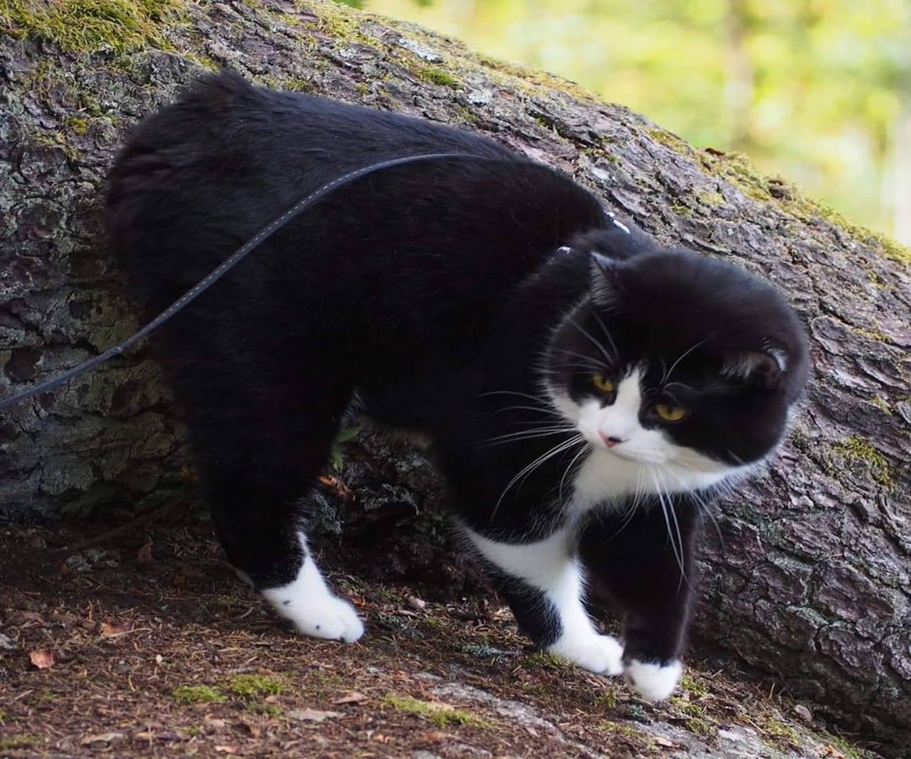 manx curioso nel verde 