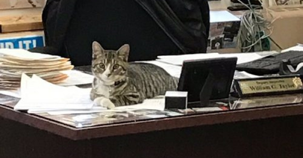 Martin, il gattino adottato, è diventato un poliziotto (FOTO)