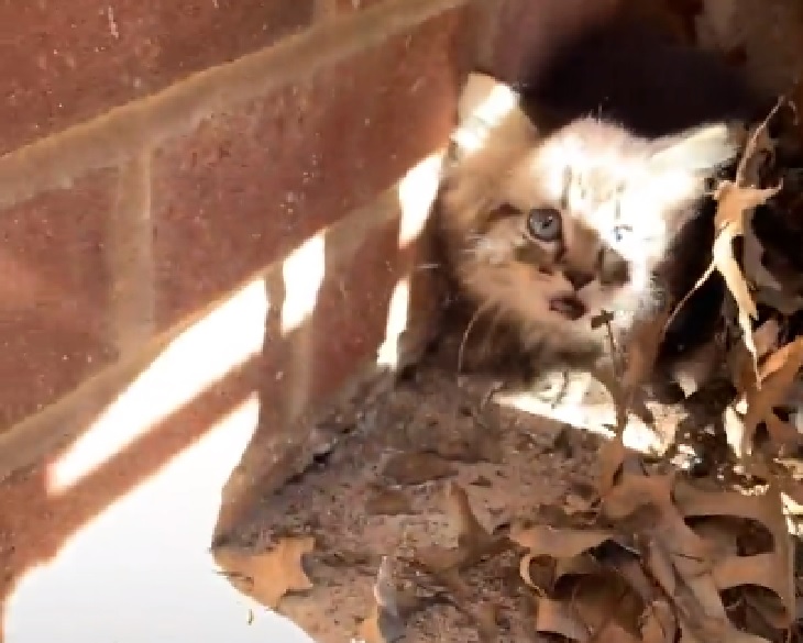 maui gattino scappa vicino scuola