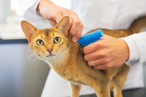 come mettere il microchip al gatto