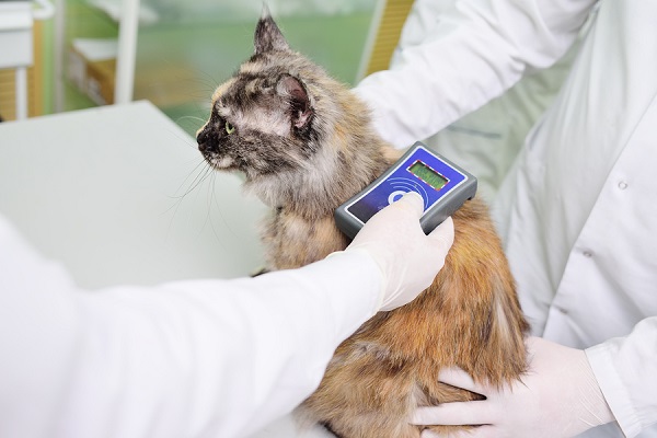 scanner per microchip su gatto