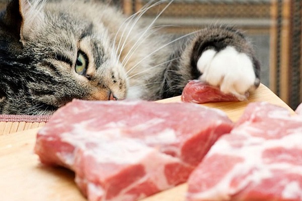 gatto che ruba la carne dal tavolo