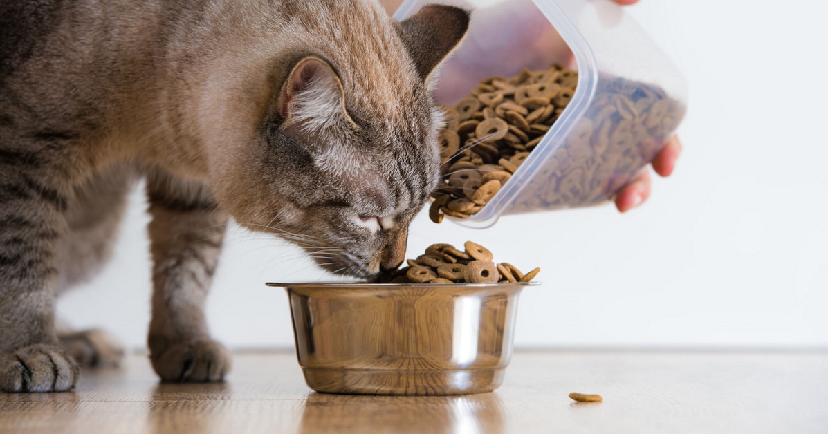 Migliorare la dieta del gatto: come fare e quali sono i consigli utili
