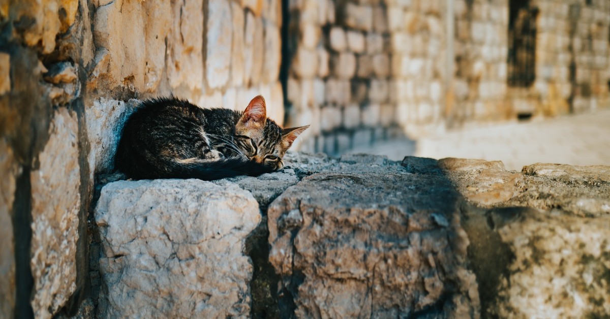 Gatto anziano dimagrisce