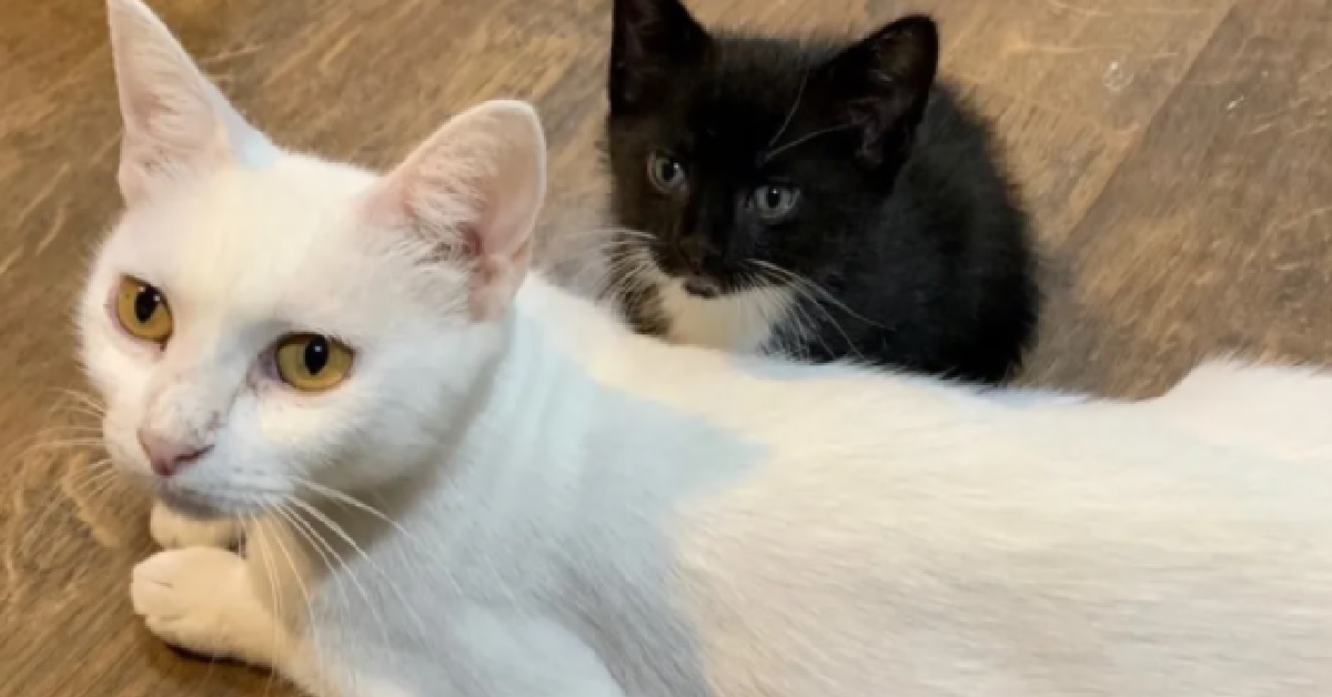 Milk, la gatta che è stata in grado di proteggere tutti i suoi figli (VIDEO)